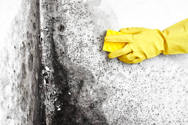 Best Air Quality Testing for Mold Spores  in Minnetonka, MN