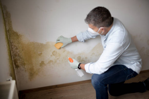 Asbestos and Lead Testing During Mold Inspection in Minnetonka, MN